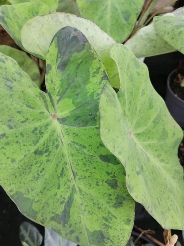 Colocasia esculenta Mojito, pianta da interno e da esterno