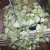 Ceropegia woodii Green Love (string of spades), pianta da interno