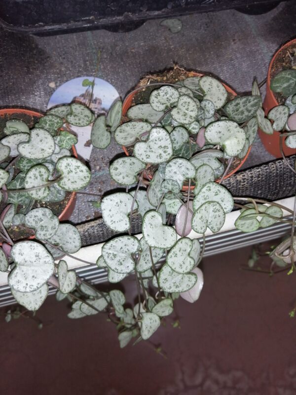 Ceropegia woodii, pianta da interno