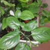 Monstera friedrichsthalii, pianta da interno