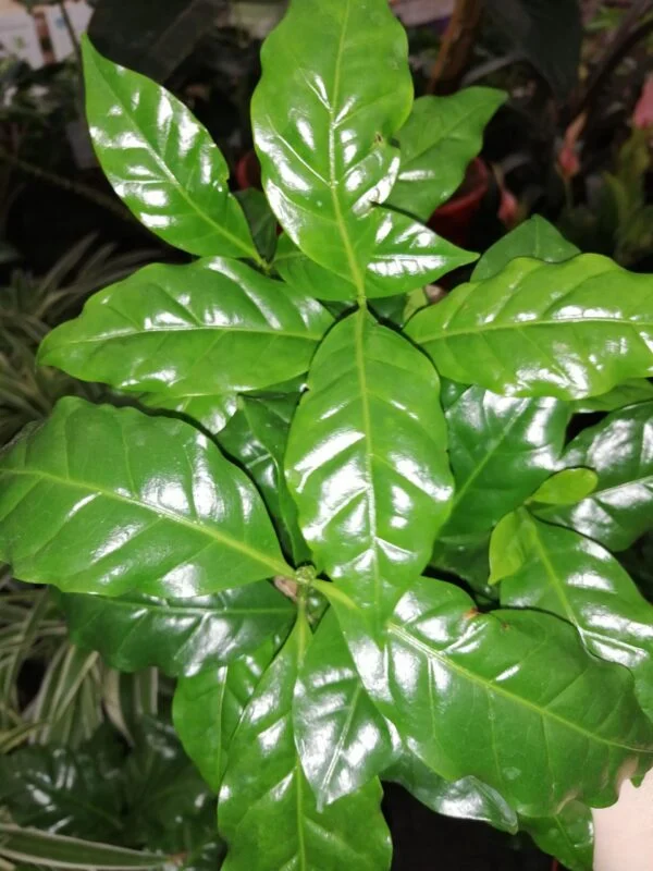 Pianta del Caffè, Coffea arabica, pianta da interno