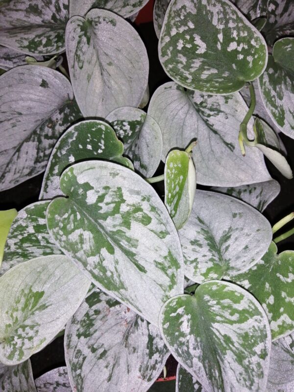 Scindapsus pictus Silvery Ann, foto 3