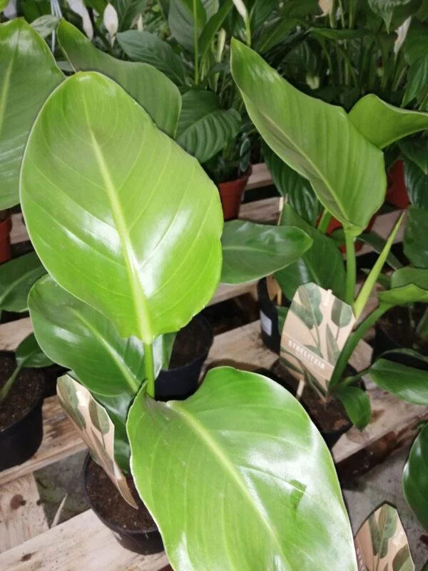 Strelitzia nicolai, foto 2