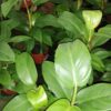 Philodendron Green Lemon, pianta da interno