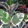 Ficus elastica Tineke, pianta da interno