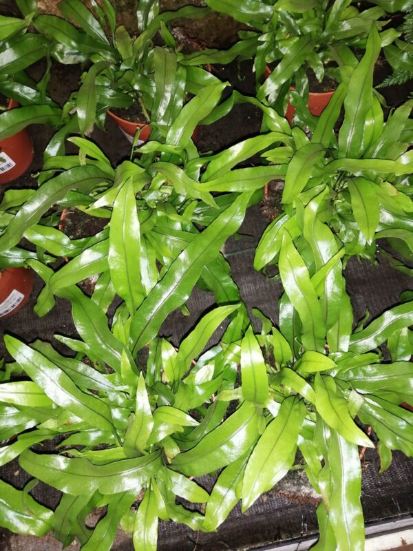 Microsorum diversifolium, pianta da terrario