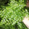 Asplenium Parvati, pianta da terrario