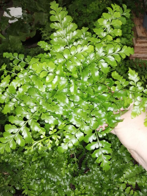 Asplenium Parvati, pianta da terrario