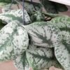Scindapsus pictus Trebie pianta grande, pianta da terrario