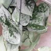 Scindapsus pictus argyraeus, pianta da interno