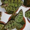 Macodes petola Jewel orchid, pianta da interno