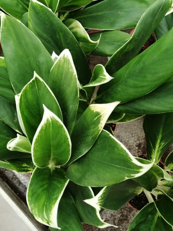 Aglaonema New White, foto 2
