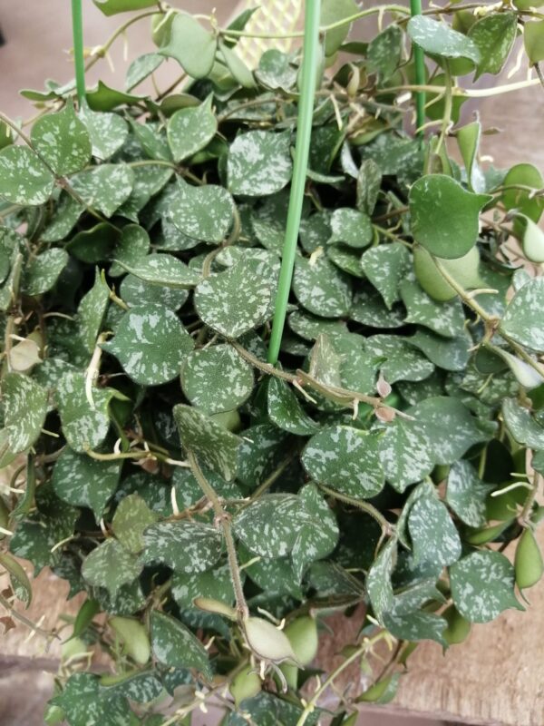 Hoya curtisii, foto 4