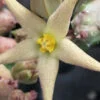 Piaranthus geminatus, pianta da interno