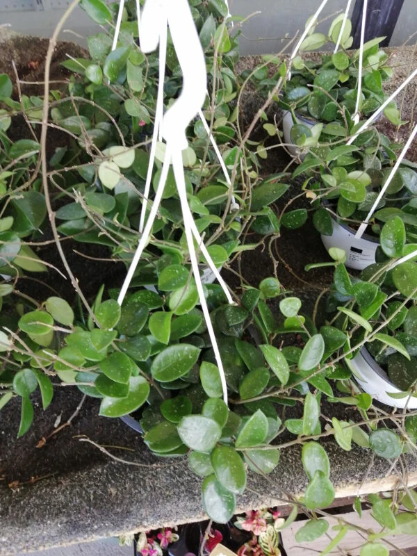 Hoya Chouke, pianta da interno