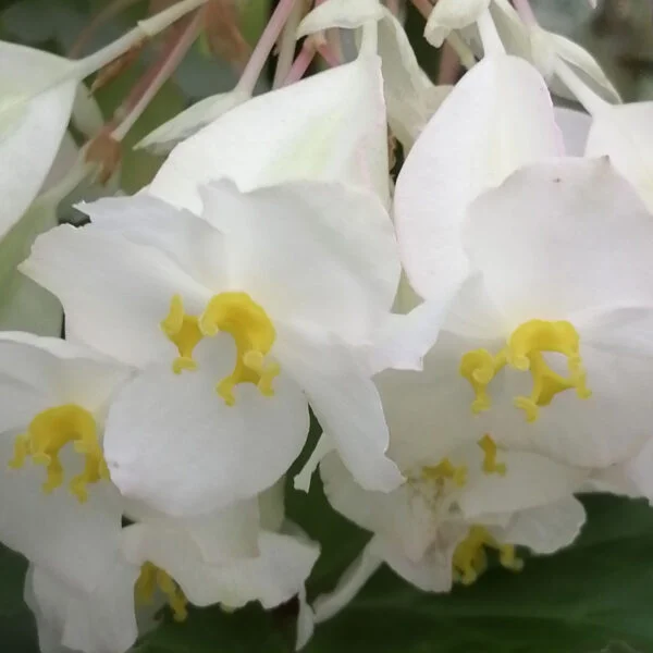 Begonia F12, foto 2