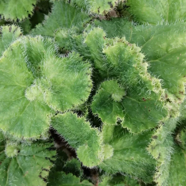Begonia Lospe-Tu, foto 2