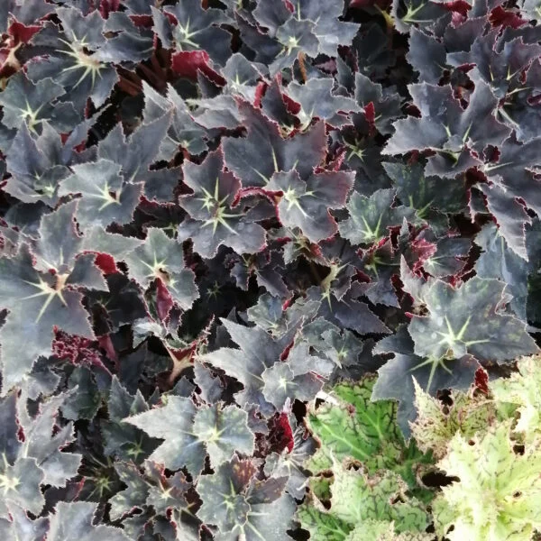 Begonia Black Fang, pianta da interno