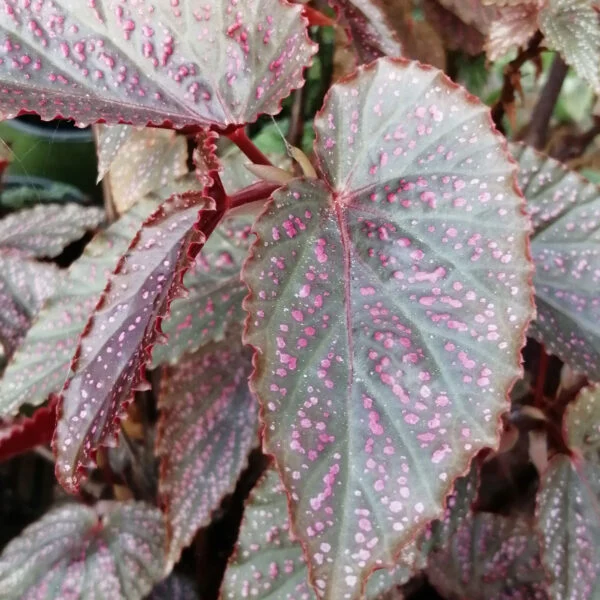 Begonia Pink Benigo, foto 2