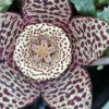 Orbea variegata, pianta da interno