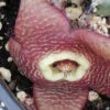 Tromotriche revoluta var. Sunrise, pianta da interno