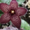 Stapelia scitula, pianta da interno