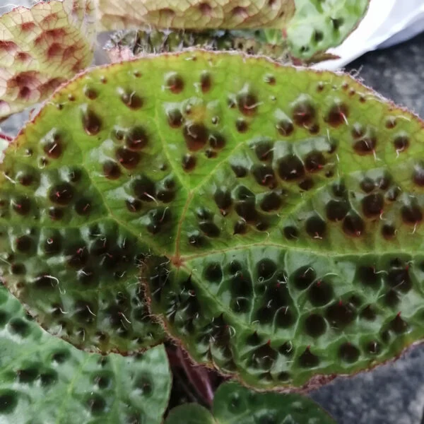 Begonia ferox, foto 2