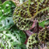 Begonia ferox, pianta da interno