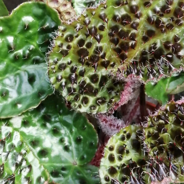 Begonia ferox, pianta da interno