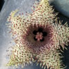 Huernia hystrix, pianta da interno
