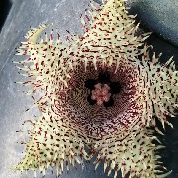 Huernia hystrix, pianta da interno