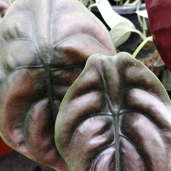 Alocasia Red Secret, foto 4