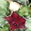 Huernia macrocarpa var. cerasina, pianta da interno
