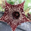 Huernia loeseneriana, pianta da interno