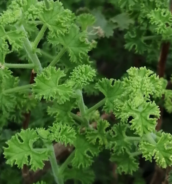 Pelargonium crispum minor, pianta da esterno