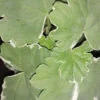 Pelargonium Princess Alexandra, pianta da esterno