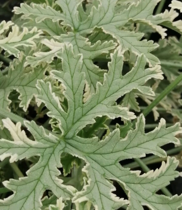Pelargonium Mint Fresh, foto 4