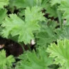 Pelargonium Brunswick, pianta da esterno