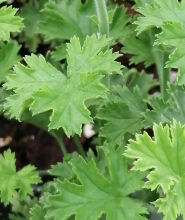 Pelargonium Brunswick, pianta da esterno