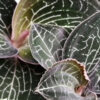 Anoectochilus burmannicus Jewel orchid, pianta da interno