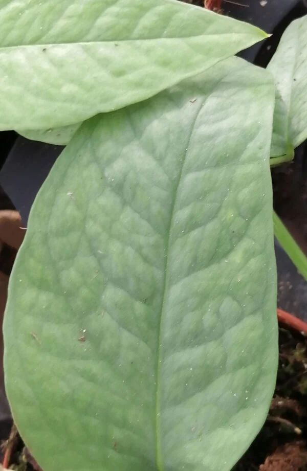 Philodendron Cebu Blue, foto 4