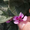 Cyclamen coum, pianta da esterno