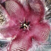 Stapelia hirsuta var. comata, pianta da interno