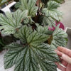 Begonia malipoensis, pianta da interno