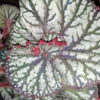 Begonia Spiralis, pianta da interno