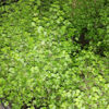 Soleirolia soleirolii, Helxine, pianta da esterno