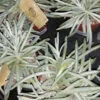 Senecio scaposus, pianta da interno