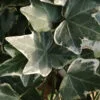 Hedera helix Glacier, pianta da esterno