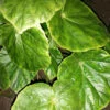 Begonia chitoensis, pianta da interno