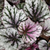 Begonia Ushuaia, pianta da interno